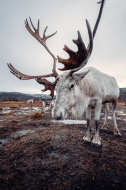 Norveç, Tromso 'da kameraya kocaman boynuzları olan beyaz ren geyiği bakıyor.