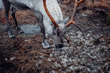 Gri ren geyiği Tromso, Norveç 'te çamurlu zeminden liken yiyor.