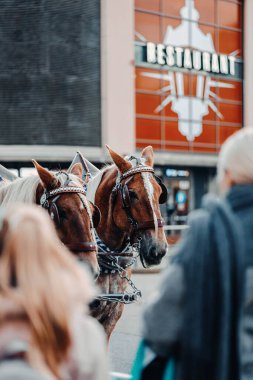 17 Ekim 2023 'te Finlandiya' nın Helsinki kentinde Laponya 'ya giderken iki günlük bir yolculukta çekilmiş..