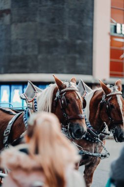 17 Ekim 2023 'te Finlandiya' nın Helsinki kentinde Laponya 'ya giderken iki günlük bir yolculukta çekilmiş..
