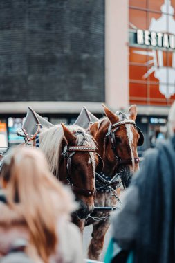 17 Ekim 2023 'te Finlandiya' nın Helsinki kentinde Laponya 'ya giderken iki günlük bir yolculukta çekilmiş..