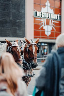 17 Ekim 2023 'te Finlandiya' nın Helsinki kentinde Laponya 'ya giderken iki günlük bir yolculukta çekilmiş..