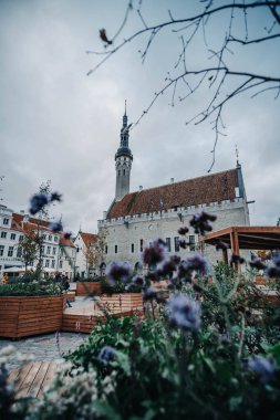 Estonya 'nın Tallinn kentindeki belediye binasının önündeki çiçekler.