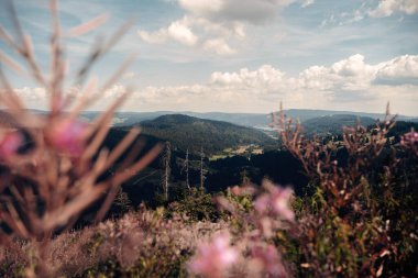 23 Ağustos 2023 'te Almanya' daki Kara Orman 'da bir aile tatilinde vuruldu..