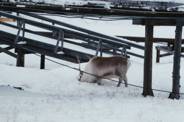 Longyearbyen, Svalbard 'da büyük boynuzlu ren geyiği kardan besleniyor.