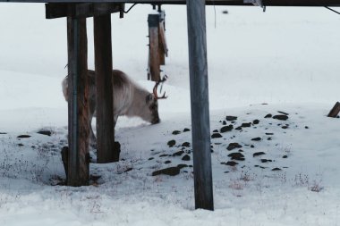 Longyear, Svalbard 'da büyük boynuzlu ren geyiği kara bakıyor.
