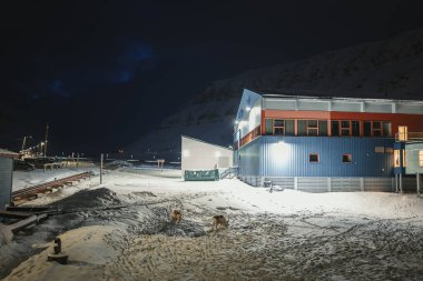 Longyearbyen, Svalbard 'da kutup gecesindeki ren geyikleri karda inşa edilerek