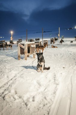 Svalbard, Longyearbyen 'deki Husky Park' ta karların üzerinde oturdu.