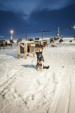 Husky, Longyear, Svalbard 'daki kutup karında oturdu.