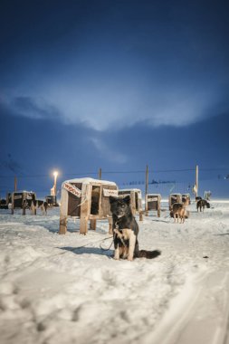 Longyearbyen, Svalbard 'daki kutup gecesinde siyah Husky karda oturdu.