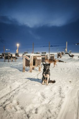 Black husky in snowy arctic husky park in Longyearbyen, Svalbard clipart