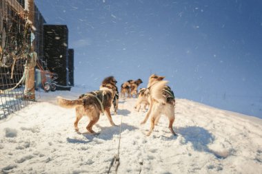 Huskies waiting to pull sled in the snow in Longyearbyen, Svalbard clipart