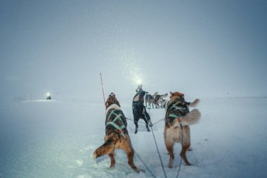 Longyear, Svalbard 'daki Kuzey Kutbu' nda kızak çeken Huskiler
