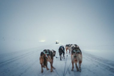 Longyear, Svalbard 'ın dışında karlı yolda kızak çeken Huskiler