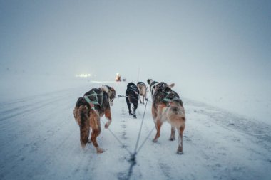 Longyear, Svalbard 'ın dışında kar fırtınasında kızak çeken Husky köpekleri.