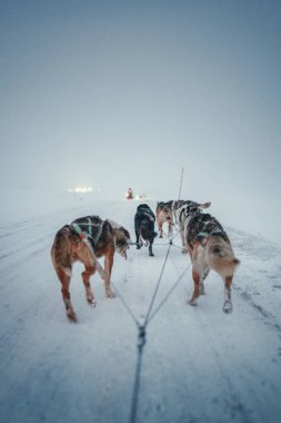 Longyear Svalbard 'ın dışındaki kutup çöllerinde kızak çeken Huskiler