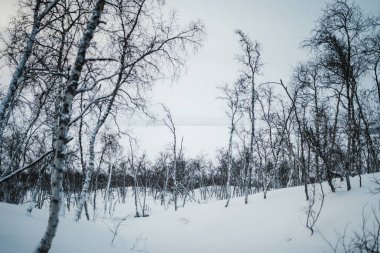 Kilpisjarvi 'deki karlı kış ormanlarında yapraksız ağaçlarFince Laponya.