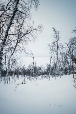 Finlandiya 'nın Kilpisjarvi kentindeki karlı kış ormanlarında yapraksız ağaçlar.