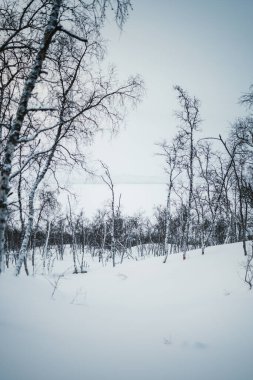 Finlandiya 'nın Kilpisjarvi kentindeki karlı kış ormanlarında yapraksız ağaçlar.