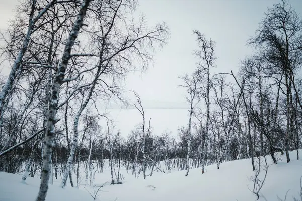 Finlandiya 'nın Kilpisjarvi kentindeki karlı kış ormanlarında yapraksız ağaçlar.