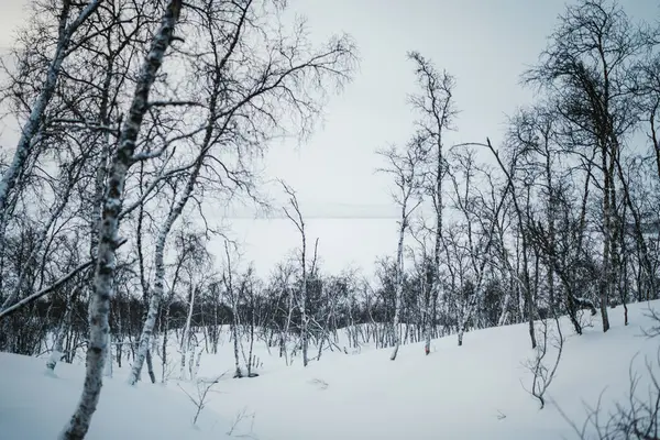 Kilpisjarvi 'deki karlı kış ormanlarında yapraksız ağaçlarFince Laponya.