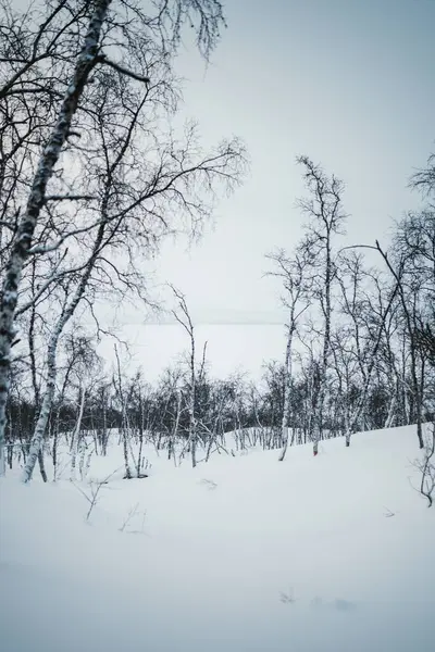 Finlandiya 'nın Kilpisjarvi kentindeki karlı kış ormanlarında yapraksız ağaçlar.
