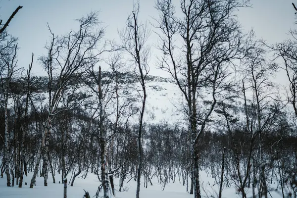 Finlandiya 'nın Kilpisjarvi kentinde Saana tarafındaki karlı orman düştü..