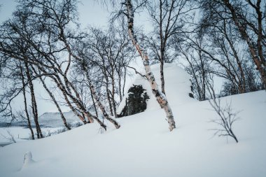 Finlandiya 'da, Kilpisjarvi' de Saana Fell 'in altındaki ormandaki karlı kaya..