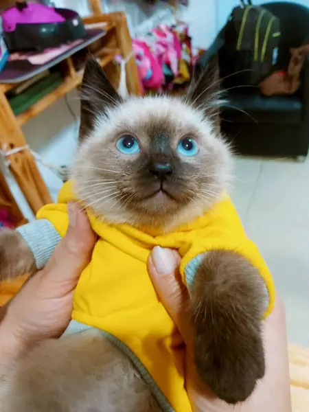 Sevimli mavi gözlü kedi yavrusu, çok mutlu, sarı bir elbise giyiyor ve kameraya bakıyor.