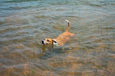 Beyaz yakalı kahverengi bir köpek, seyrek sualtı bitkileriyle çevrili sığ ve berrak bir gölde yüzer. Sahne hafiflik, özgürlük ve neşeyi huzurlu doğanın ortasında taşır..