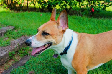 Evcil hayvan, bulaşıcı bir neşeyle bahçede güneşli bir günün tadını çıkarır. Dili dışarıda ve sakin bir bakışla çimleri dikkatli kulaklar ve açık bir kalple dolaşırken dostluk saçar.