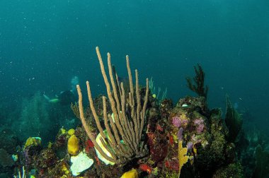 Roatan 'daki canlı resif manzarası, renkli mercanlar ve deniz yaşamı. Doğal güzellik ve eşsiz dalma bu görüntüyü sualtı dünyasına açılan büyülü bir pencere haline getiriyor..