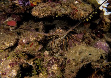 Renkli yuvasında bir ıstakozun yakın çekimi ve yeşil ve kırmızı mercanlara ve temiz Karayip sularına sığınan büyük antenler.