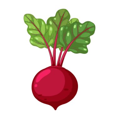Kırmızı pancar kökü, koyu kırmızı ve toprak tadında besin değeri yüksek bir sebzedir. İçinde C vitamini, potasyum ve folat gibi vitamin ve mineraller var. Pancar kökleri sıklıkla salatalarda, meyve sularında ve çorbalarda kullanılır., 