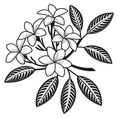 Zarif kampanya malzemeleri, davetiyeler, markalaşma ve dekoratif sanat eserleri için mükemmel gelişmiş siyah ve beyaz bir çiçek tasarımı. Minimalist temalar için idealdir, bu vektör her yaratıcı projeye klasik cazibe ve tarz katar.