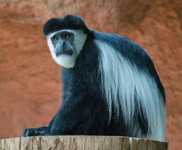 Ağaç kütüğünde oturan beyaz çizgili siyah yüzlü mantolu bir guereza, Çek Cumhuriyeti 'nin Prag Hayvanat Bahçesi' nde mükemmel bir pozda gösteriliyor.