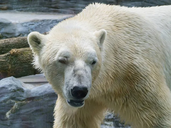Részlet Egy Jegesmedvéről Kiállításán Mozgó Fürdő Után Prágai Állatkert Cseh — Stock Fotó