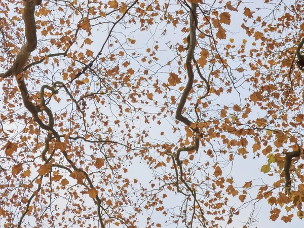 Pohled Větví Nažloutlého Stromu Obrázek Vhodný Jako Tapeta — Stock fotografie