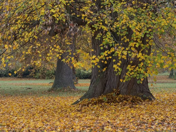 Kısmen sararmış yaprakları olan büyük yaşlı ağaçlar sonbaharda Güney Moravya manzarasını süslüyor.