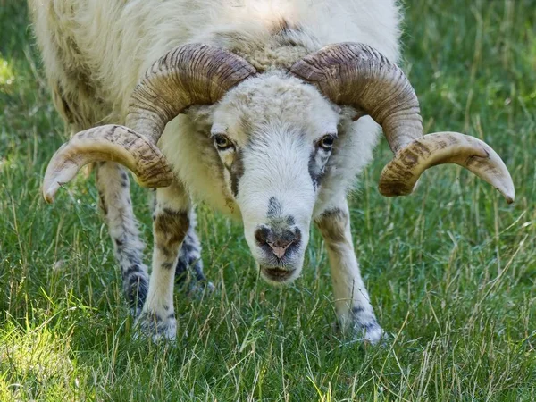 Валашские Овцы Выносливая Порода Узкой Головой Спиральными Рогами Пригодная Размножения — стоковое фото