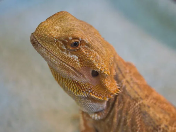 Bearded dragon, a fun and calm companion that likes human contact, is becoming an increasingly popular pet