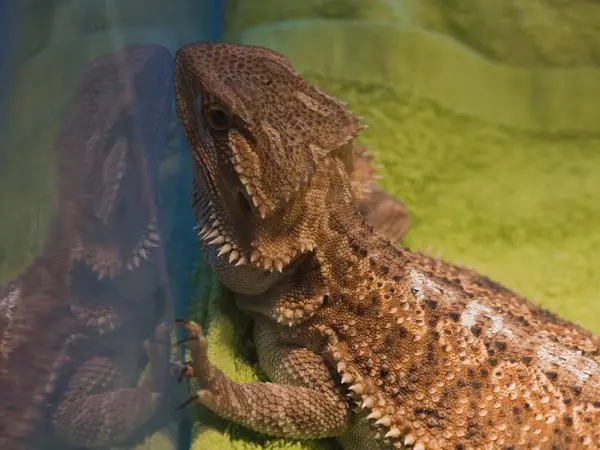 Kertenkeleler iç koşullarda üremek için giderek daha popüler hale geliyorlar. Bu yaratıklardan büyük bir koleksiyon teraryum alışverişinde..