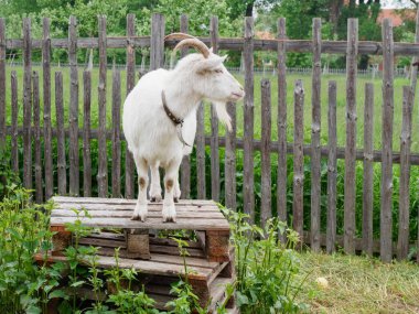 Boynuzlu bir keçi, sakallı, tahta bir basamakta, çitli bir bahçede oynuyor.