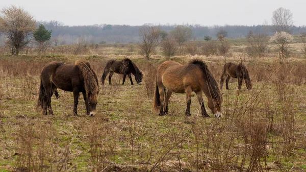 İngiltere 'nin Exmoor bölgesinden gelen vahşi at sürüleri Çek Cumhuriyeti' nde büyüyor. Bozkırları ve sulak arazileri, agresif otlar ve çalılarla kaplarlar.