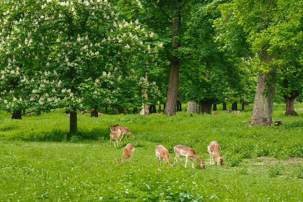 Fallow geyiği çayırda otluyor. Oyun parkında, çiçek açan kestanelerin orada.