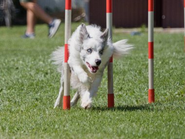 Jet-running Australian Shepherd between slalom poles during agility competitions clipart