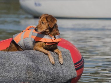 Kurtarma köpeği şişme yelek giymiş gölde kırmızı botun kenarına yaslanmış su kurtarma egzersizinden sonra dinleniyor.