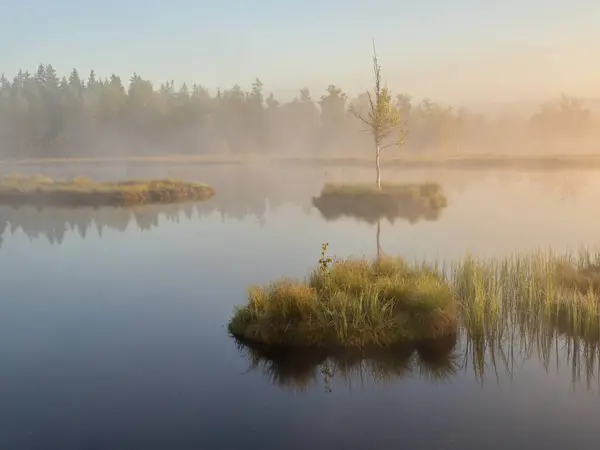 An iconic view of the peat-bog and moor-lake called Chalupska slat in the golden hour and morning haze