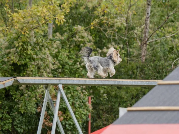 Çim tarlasında çeviklik yarışı. Küçük bir köpek (Yorkshire) köpeğin yüksekliğinde cesurca koşuyor.