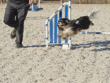 Küçük siyah-kahverengi-beyaz bir köpek dili dışarı fırlamış ve bir idareci tarafından yönetilen uzun tüylü bir köpek çeviklik yarışmasında bir engelin üzerinden atlıyor.